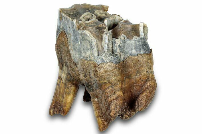 Fossil Woolly Rhino (Coelodonta) Tooth - Siberia #303334